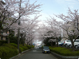 桜のトンネル、夏には木陰がヒートアイランドを抑えます。
