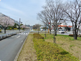 自然樹形を生かした広々とした街路樹、道路に潤いを与えます。